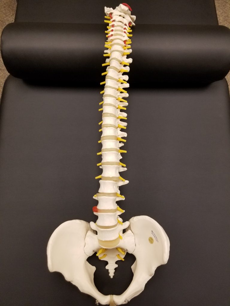 A physical diagram of the axial skeleton.