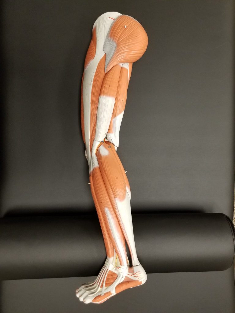 A physical diagram of a leg, the lower extremity.