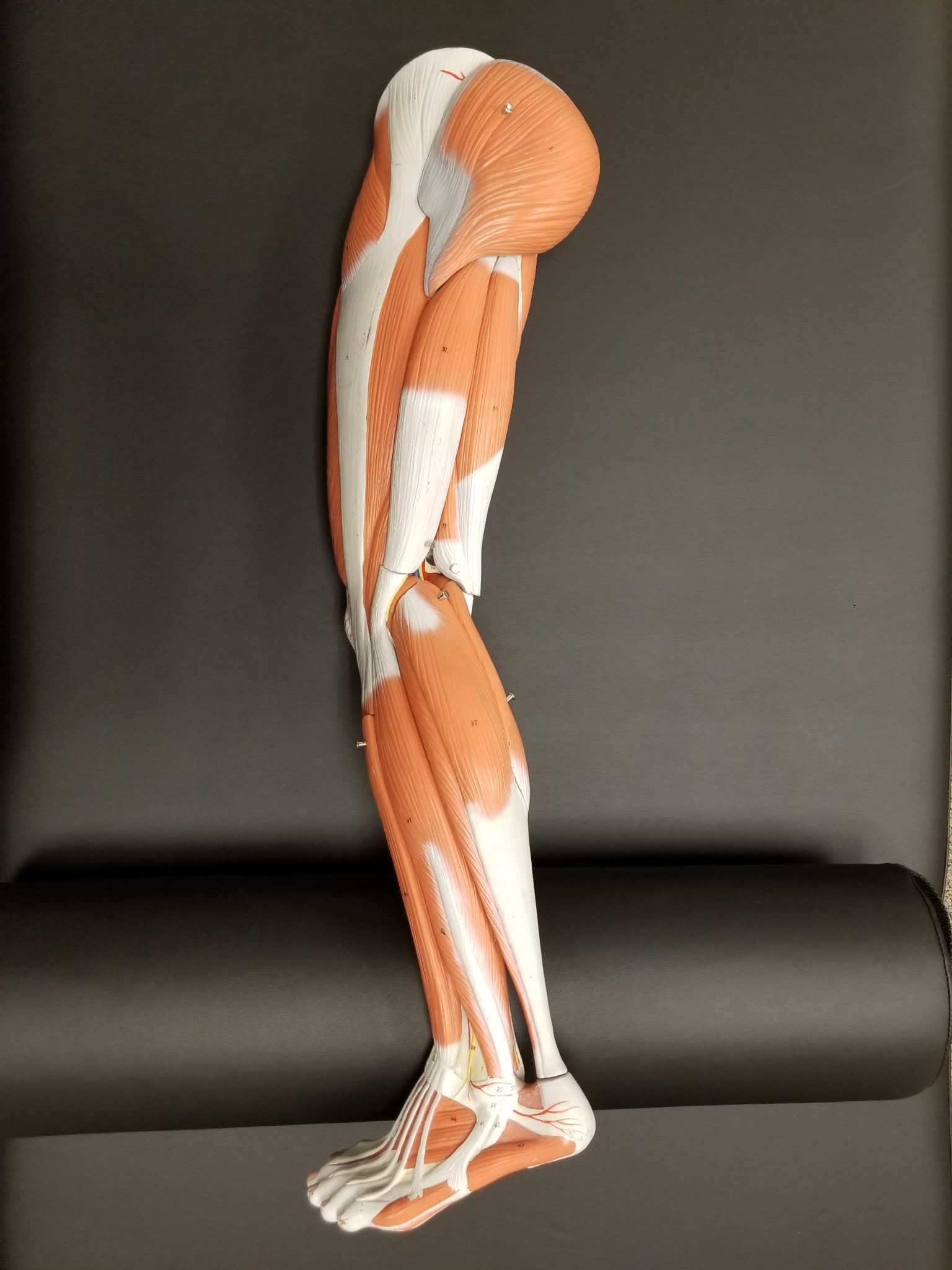 Lower Extremity Course Georgia Massage School 