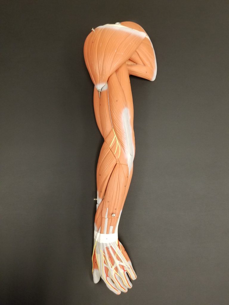 A physical diagram of an arm, the upper extremity.